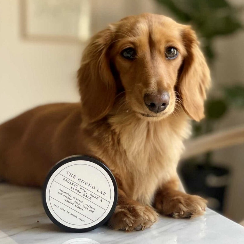 The Hound Lab Organic, Paw, Nose & Elbow Balm for dogs. 